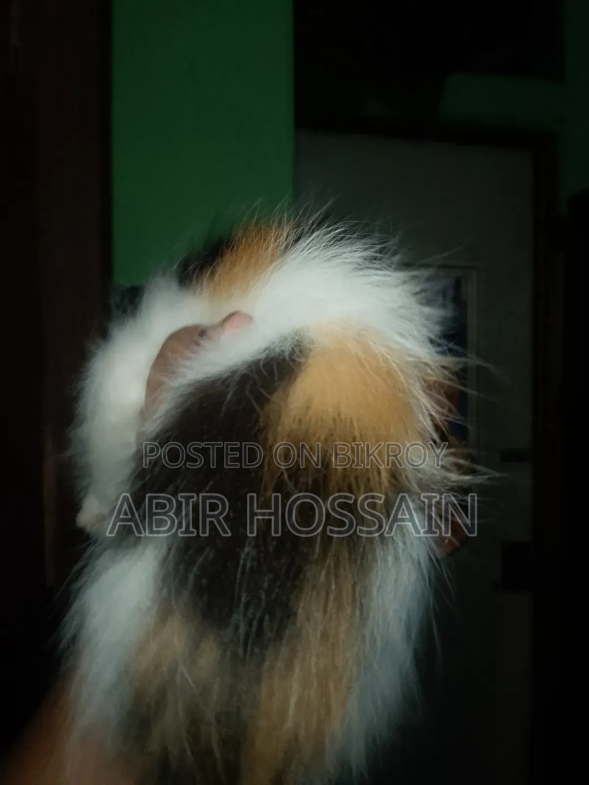 1-3 months Male Mixed Breed Bengal