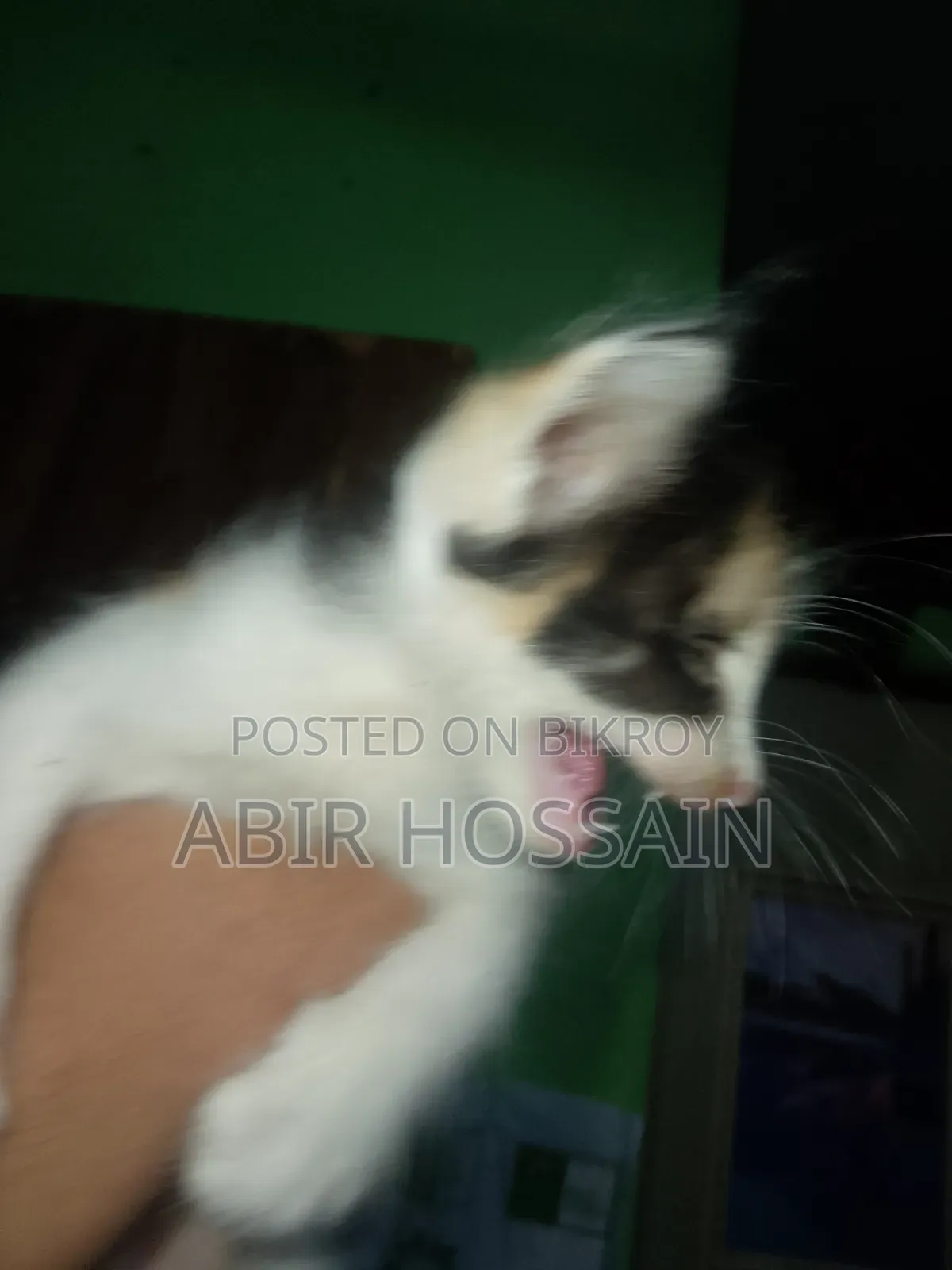 1-3 months Male Mixed Breed Bengal