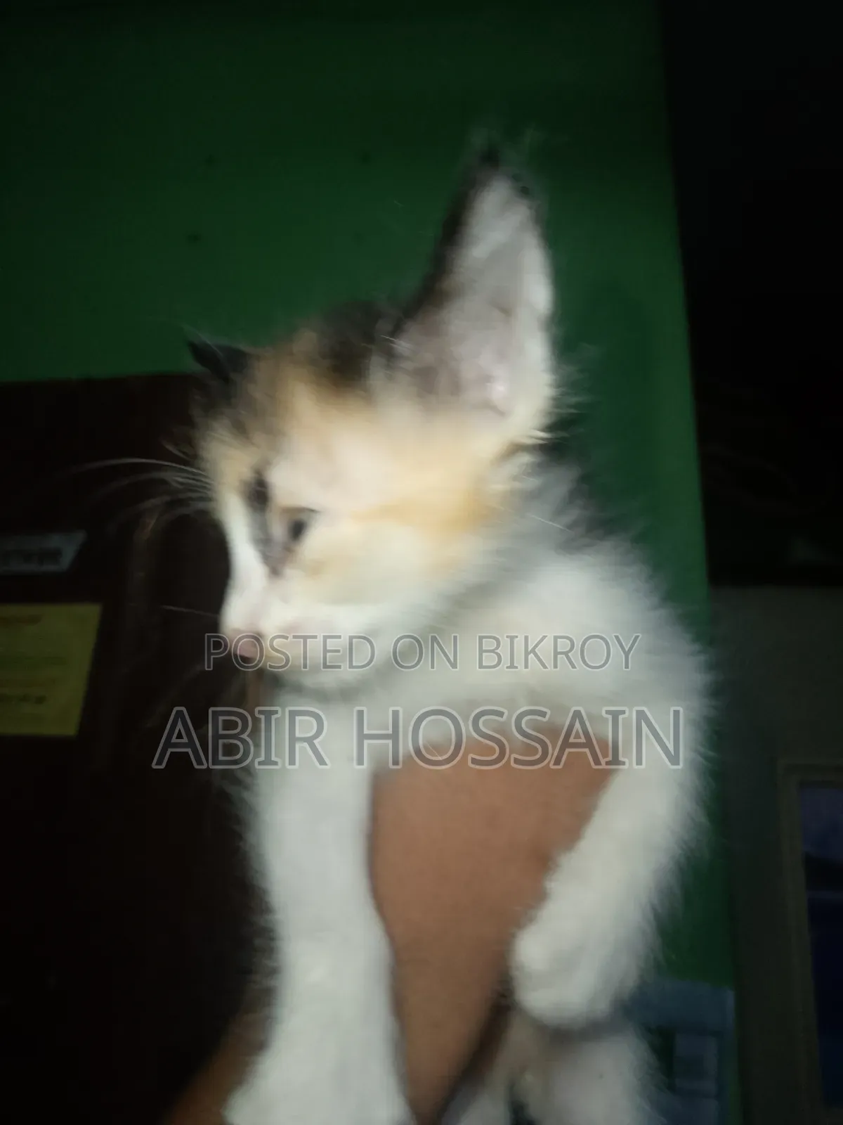 1-3 months Male Mixed Breed Bengal