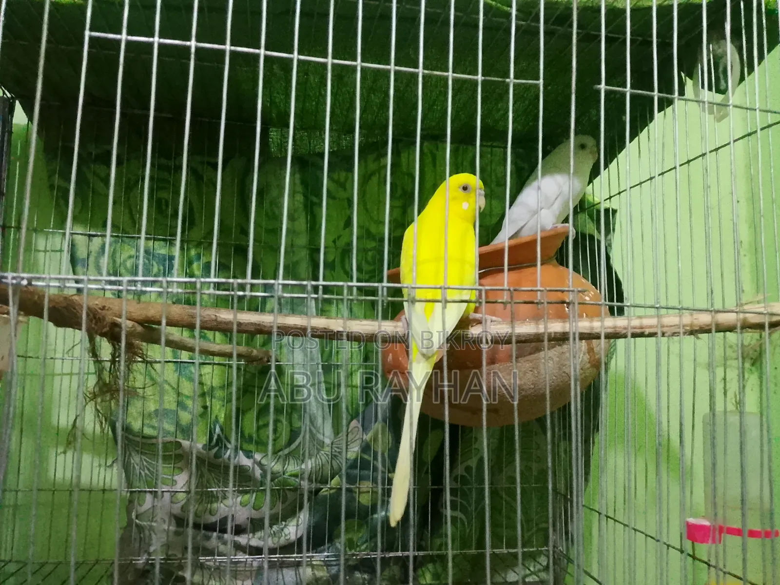 বাজিগর বার্ড