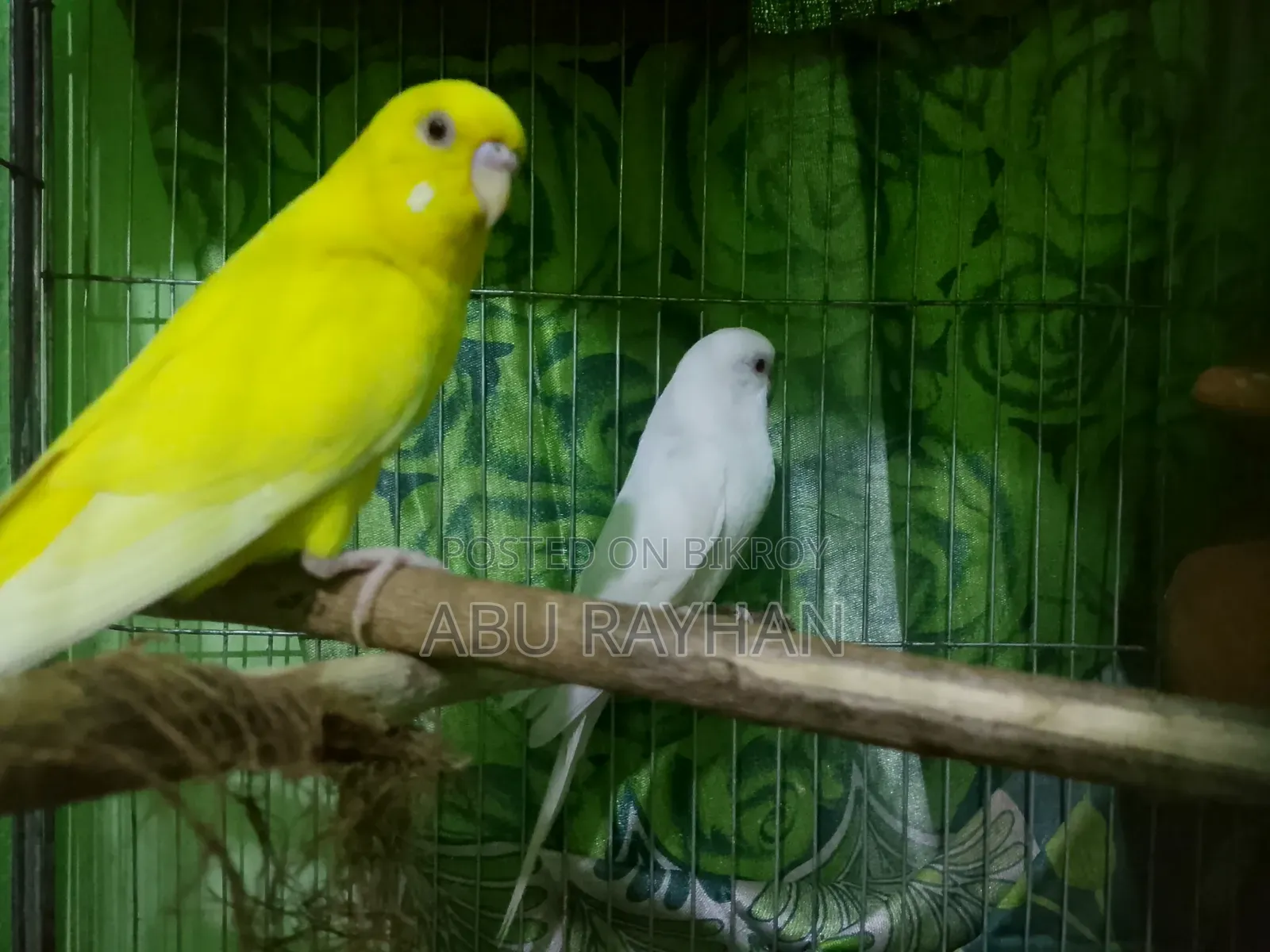 বাজিগর বার্ড