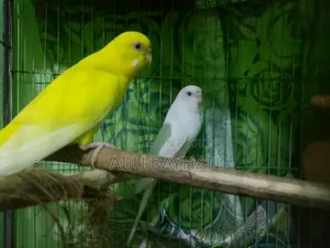 বাজিগর বার্ড