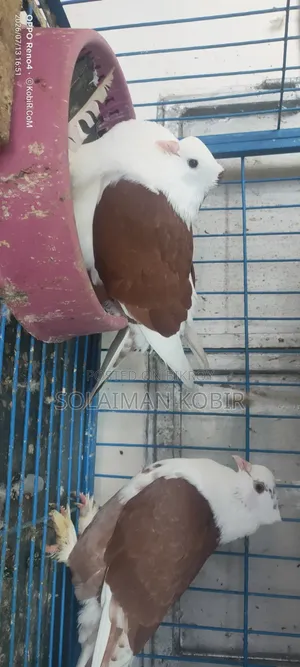 Kisu Vlo Maner Kobutor Bikoroy Kora Hobe