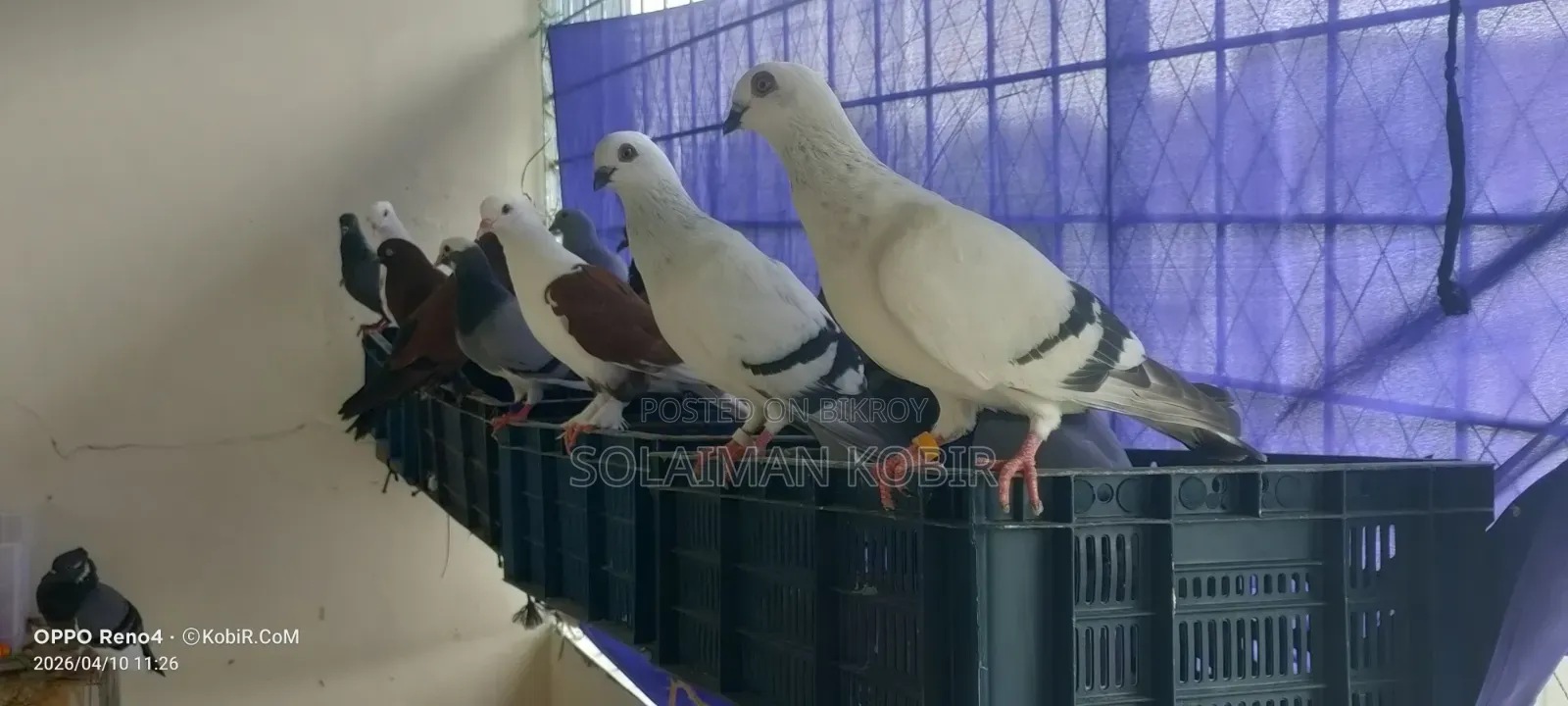 Kisu Vlo Maner Kobutor Bikoroy Kora Hobe