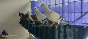 Kisu Vlo Maner Kobutor Bikoroy Kora Hobe