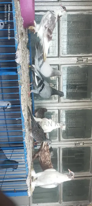 Kisu Vlo Maner Kobutor Bikoroy Kora Hobe