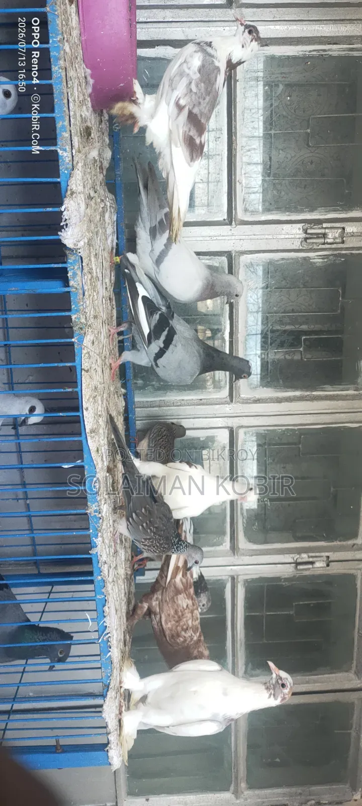 Kisu Vlo Maner Kobutor Bikoroy Kora Hobe