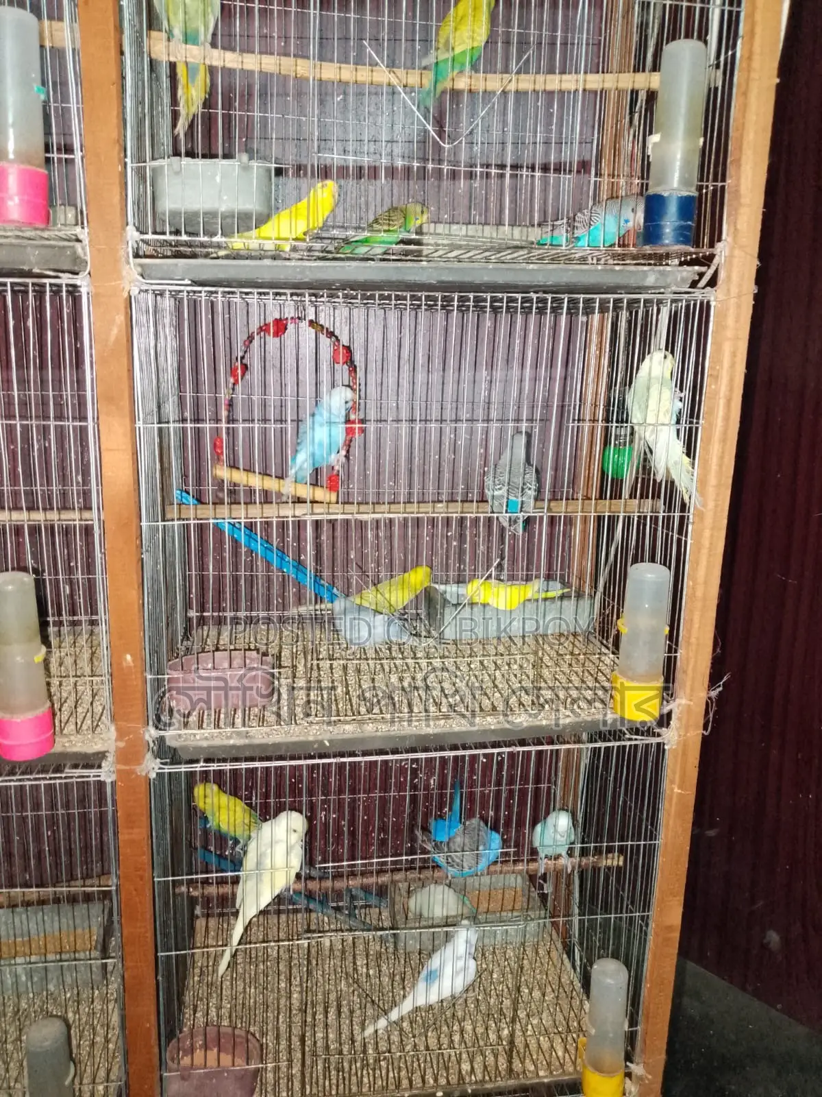 Budgerigar Bird...