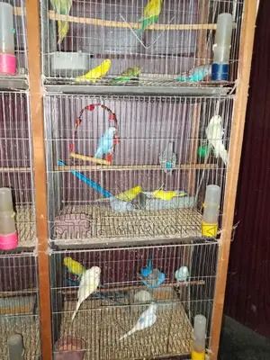 Budgerigar Bird...