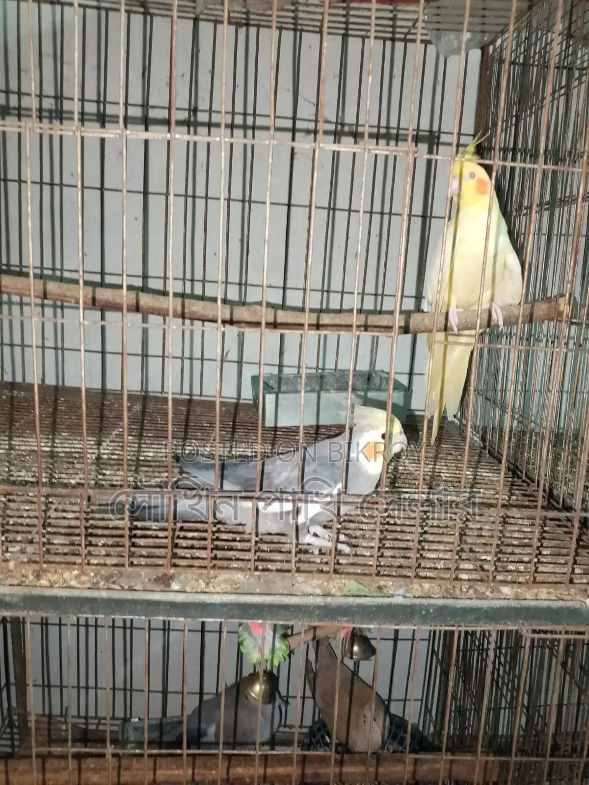 Cockatiel Latino and Grey Cockatiel