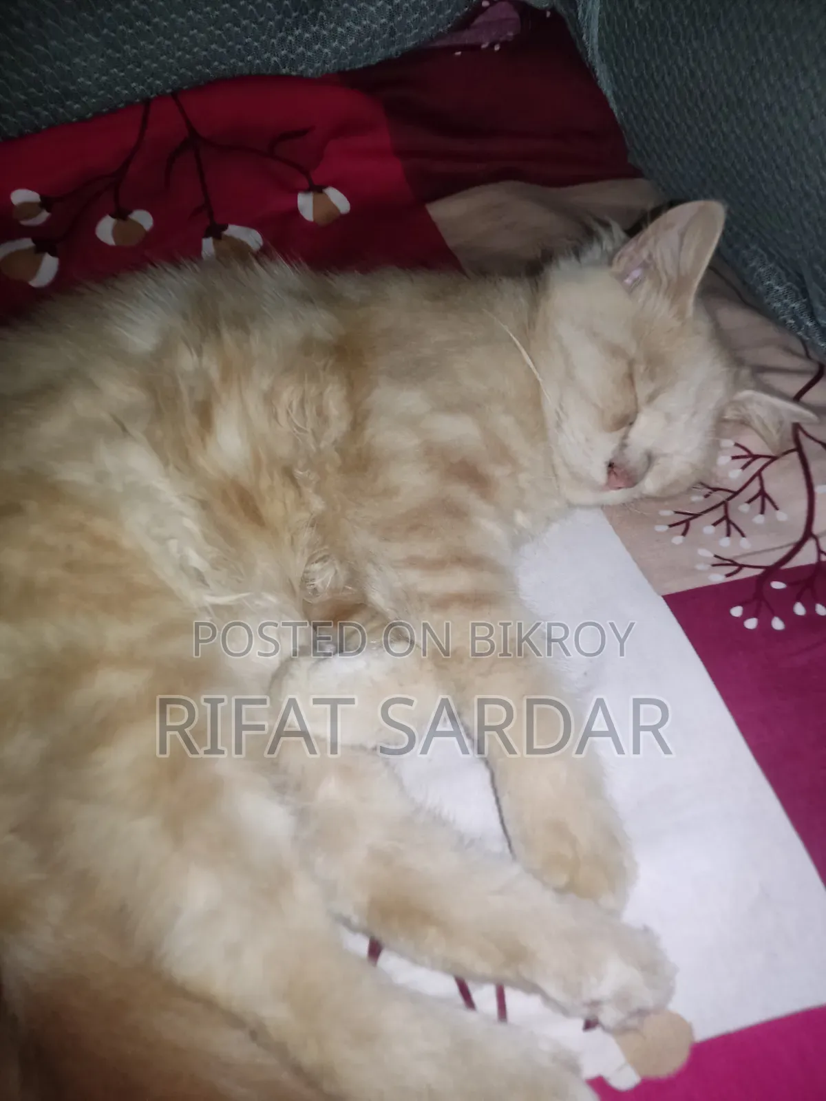 1+ year Male Purebred Persian