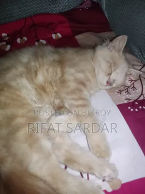 1+ year Male Purebred Persian