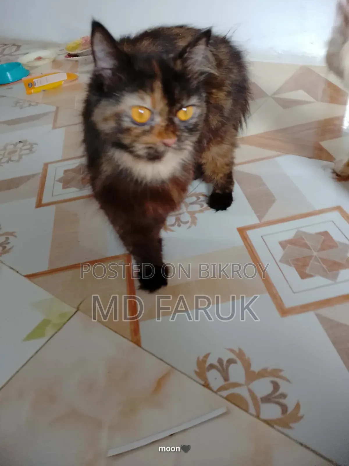 1+ year Female Mixed Breed Cat
