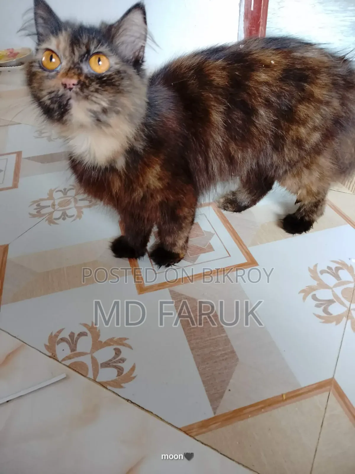 1+ year Female Mixed Breed Cat