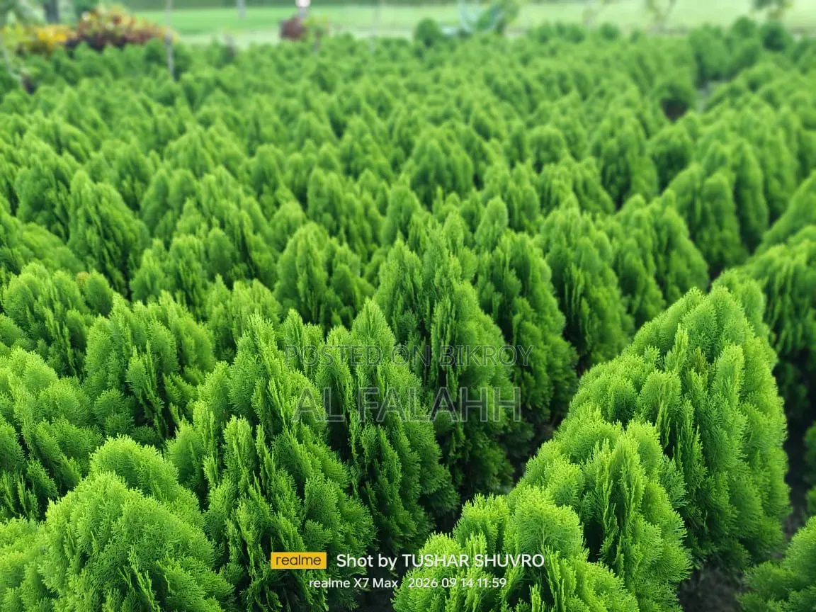 ঝাউ গাছের চারা