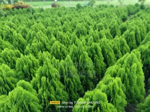 Casuarina Sapling