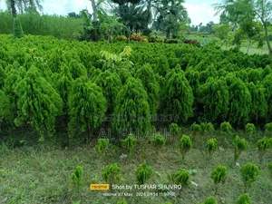 ঝাউ গাছের চারা