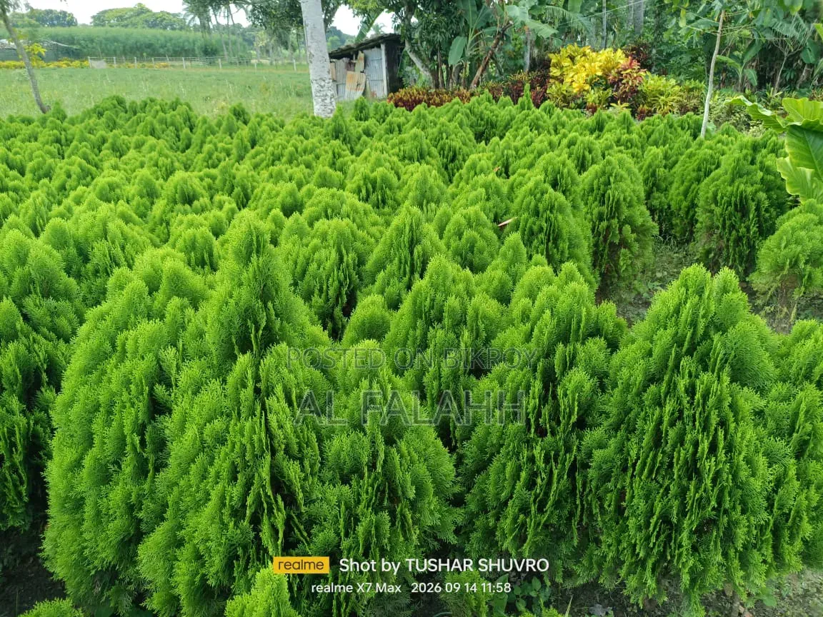 ঝাউ গাছের চারা