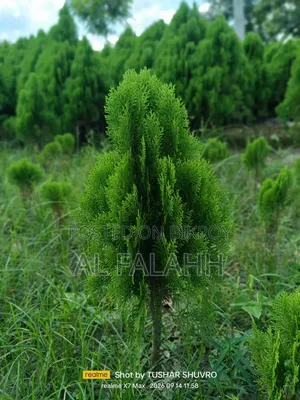 ঝাউ গাছের চারা