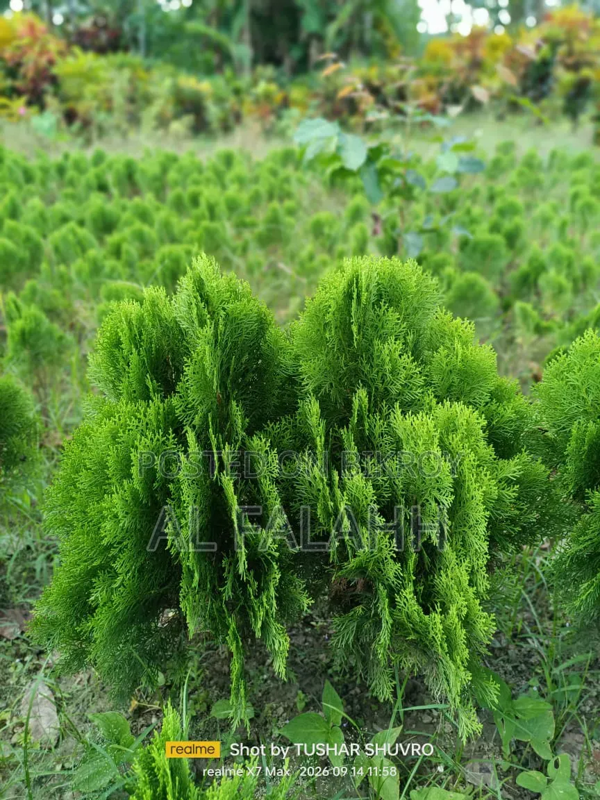 ঝাউ গাছের চারা