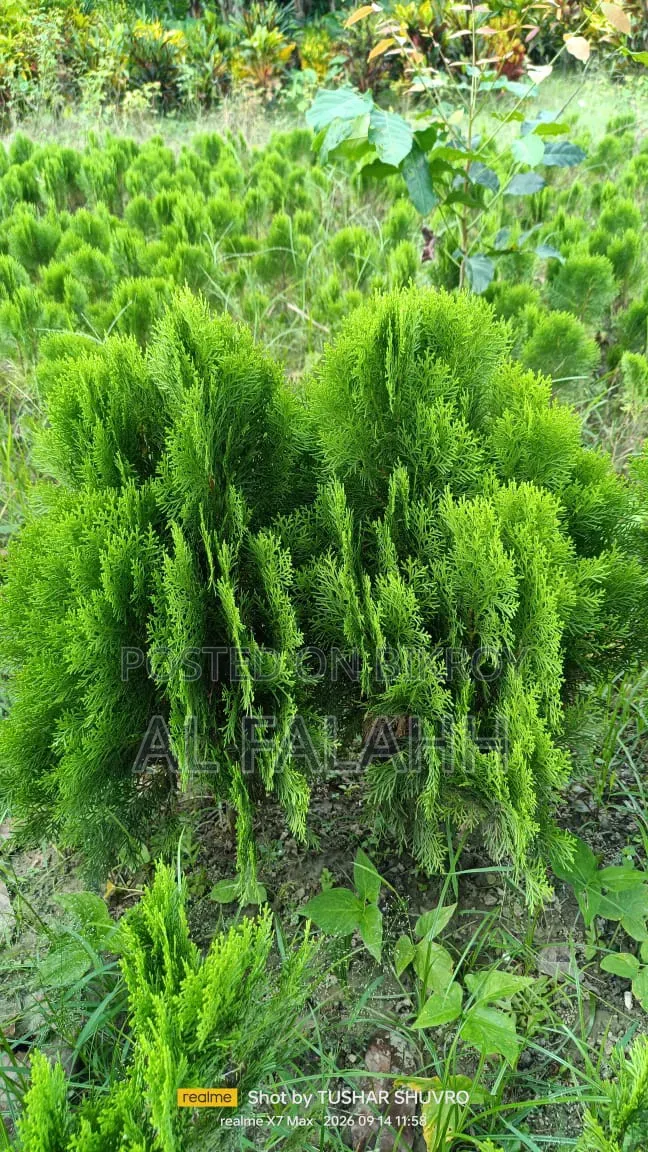 ঝাউ গাছের চারা