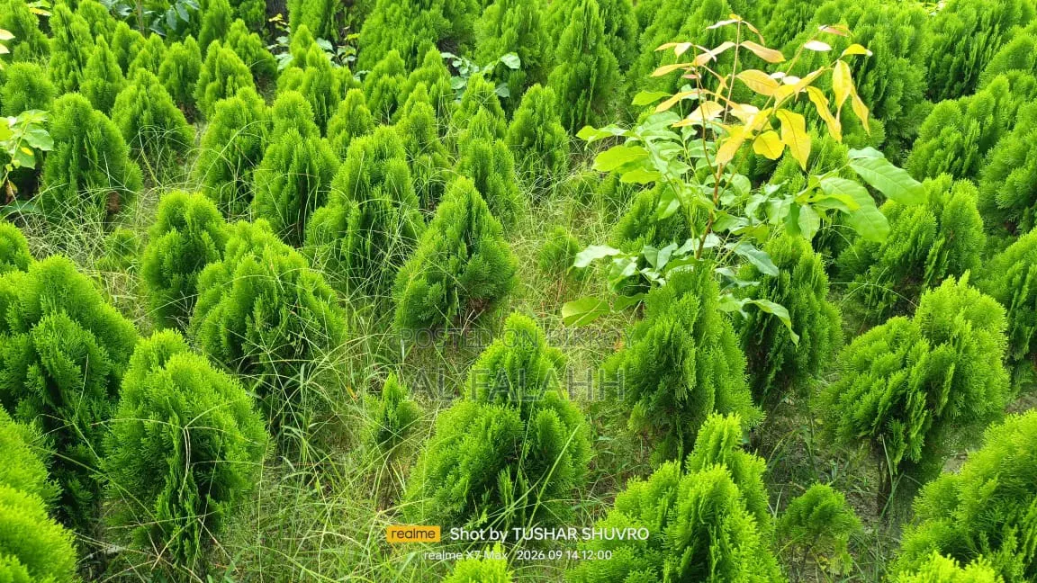 ঝাউ গাছের চারা