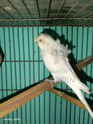 White Df Jp Male