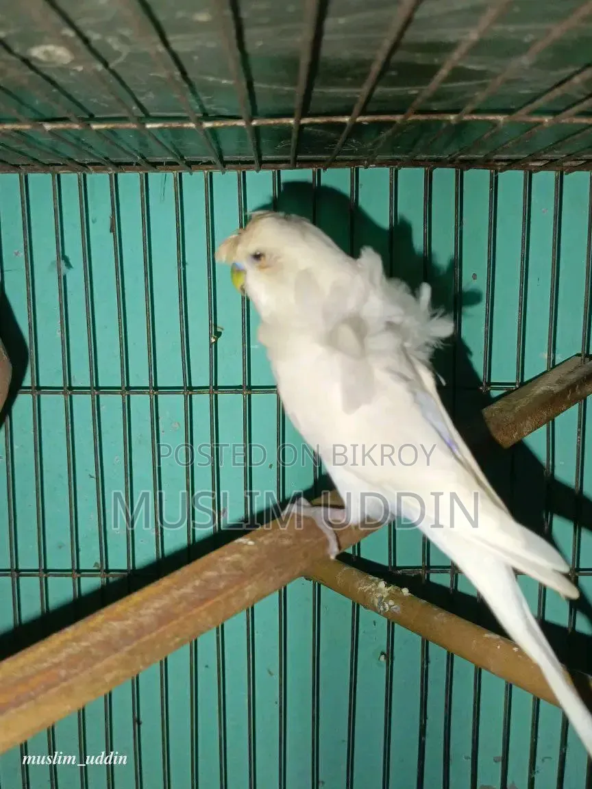 White Df Jp Male