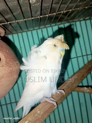White Df Jp Male