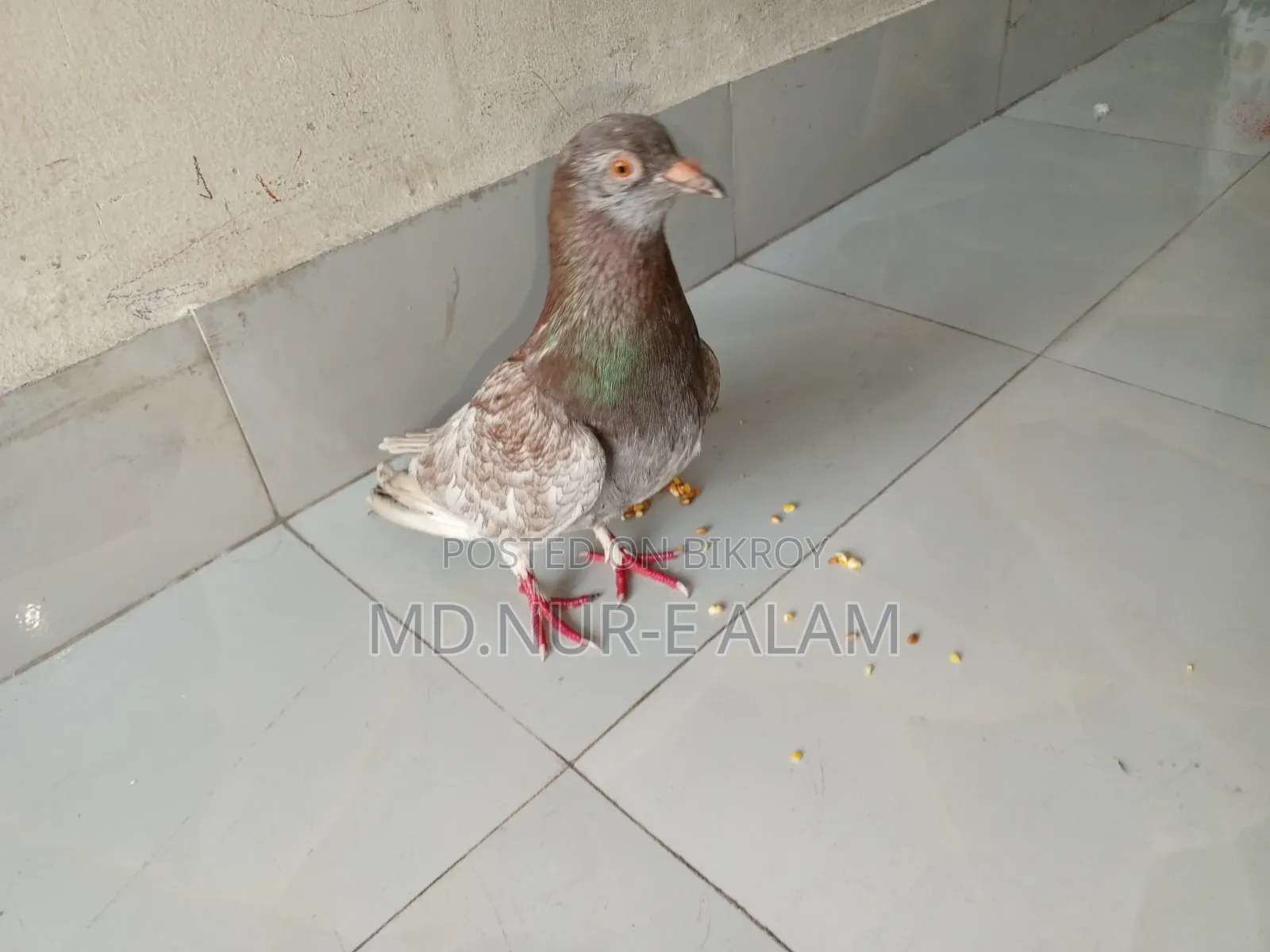 Pigeon for Sale