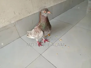 Pigeon for Sale