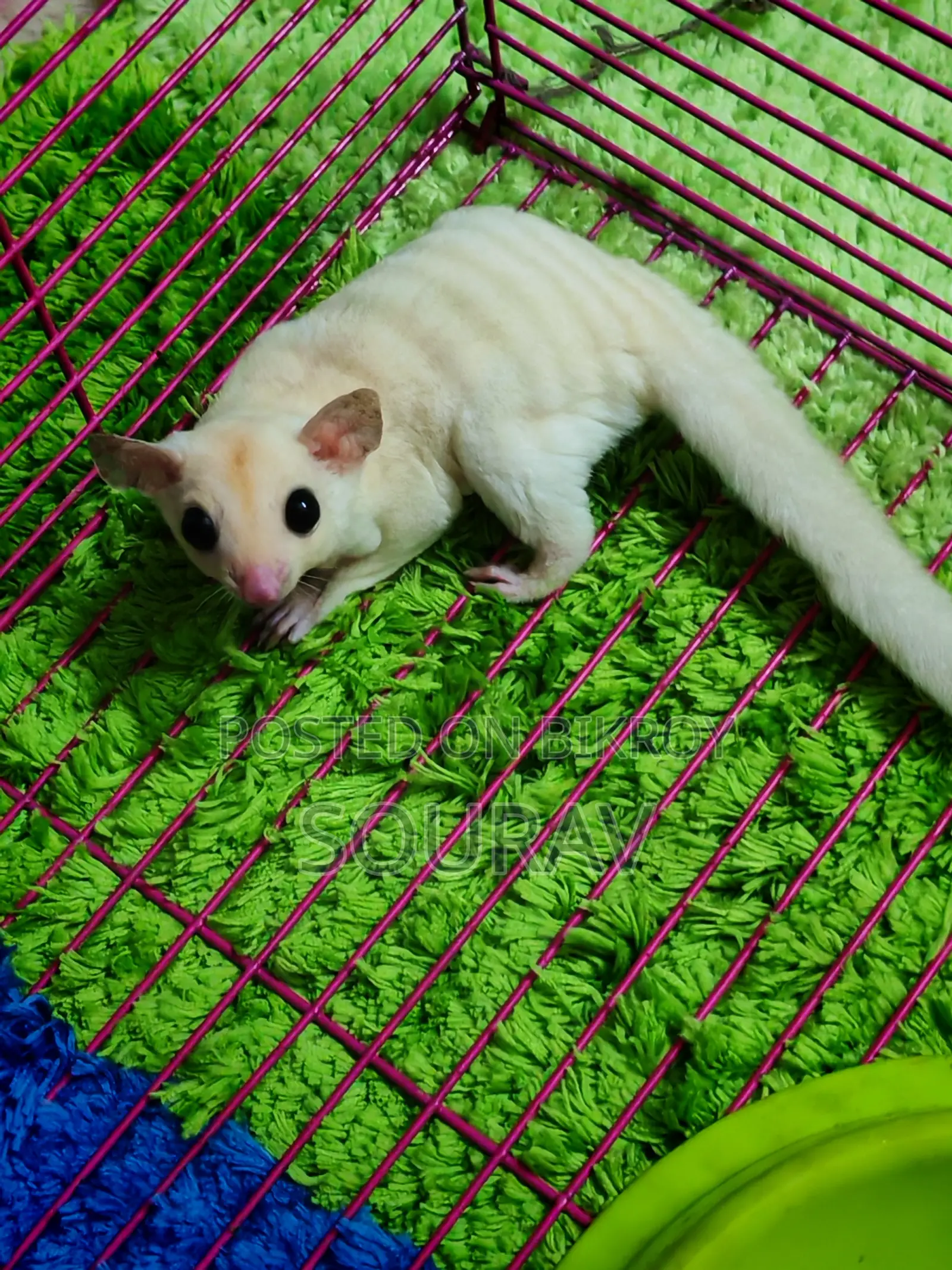 Lucy Sugar Glider Female Semi Adult