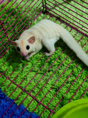 Lucy Sugar Glider Female Semi Adult