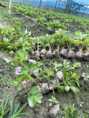 Premium Strawberry Plant