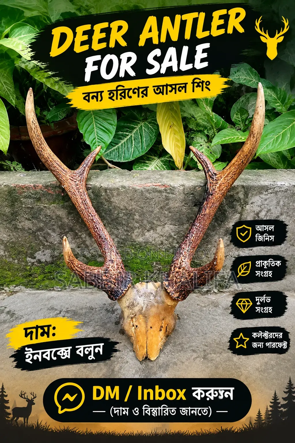 Real Deer Antler for Sale | Natural Deer Antler | Collector’s Item