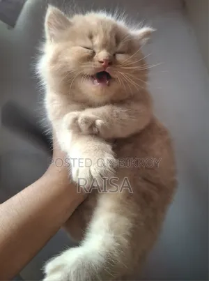 1-3 months Male Purebred Persian