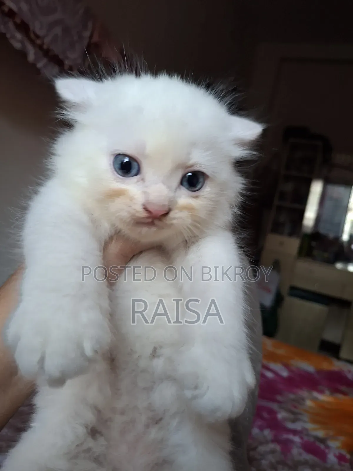 1-3 months Male Purebred Persian
