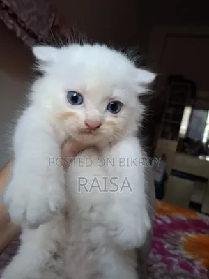 1-3 months Male Purebred Persian