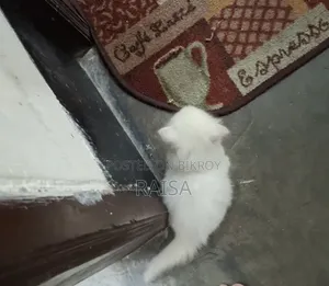 1-3 months Male Purebred Persian
