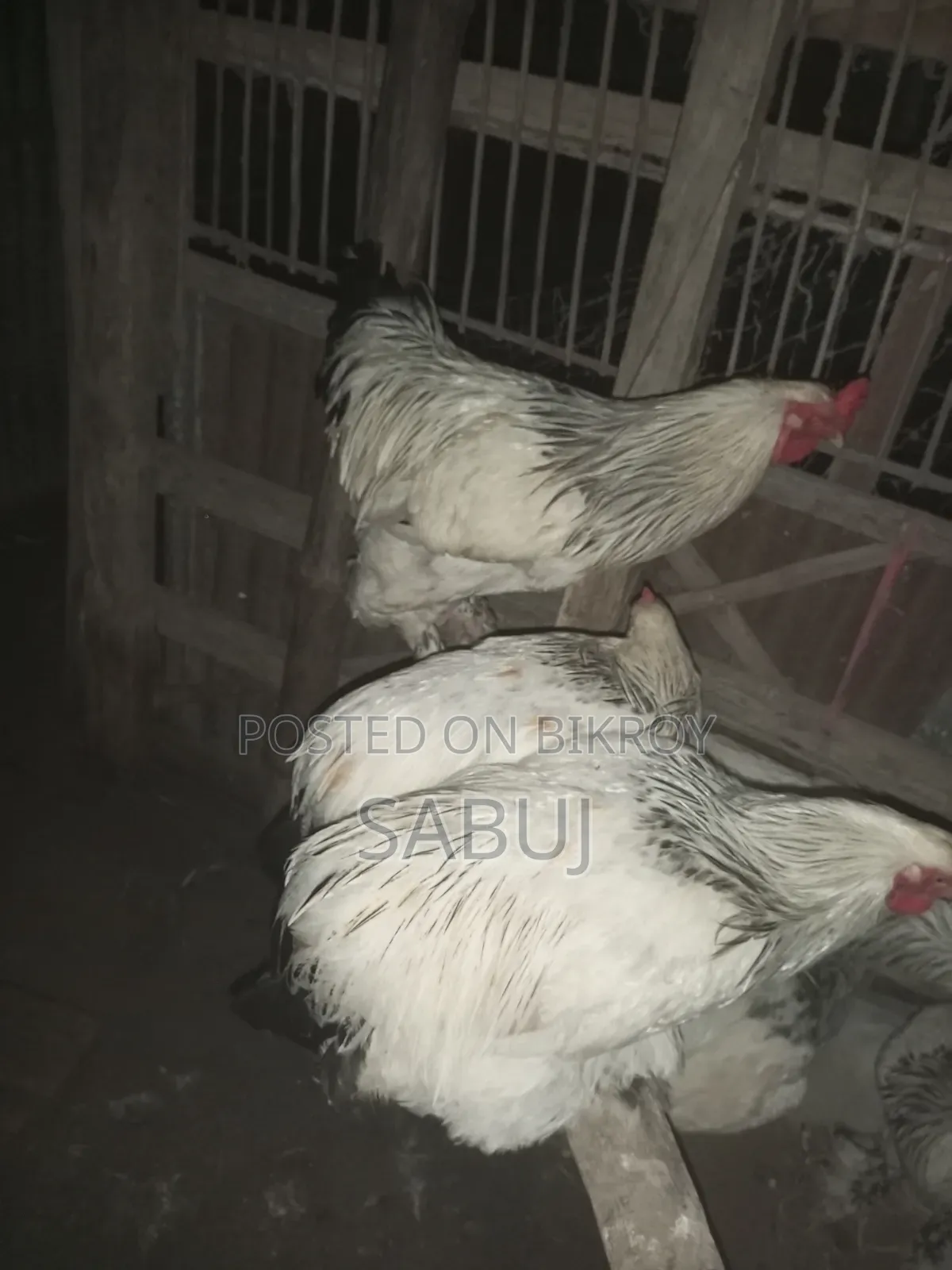 Colombian Light Brahma Rooster