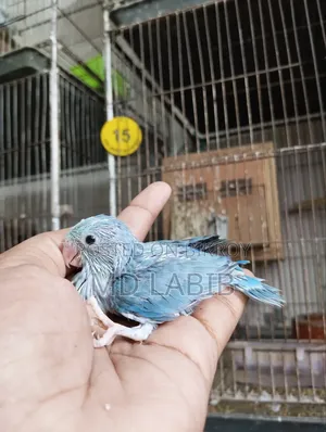 10 Tame Size Baby Forpus Birds with Good Bloodline