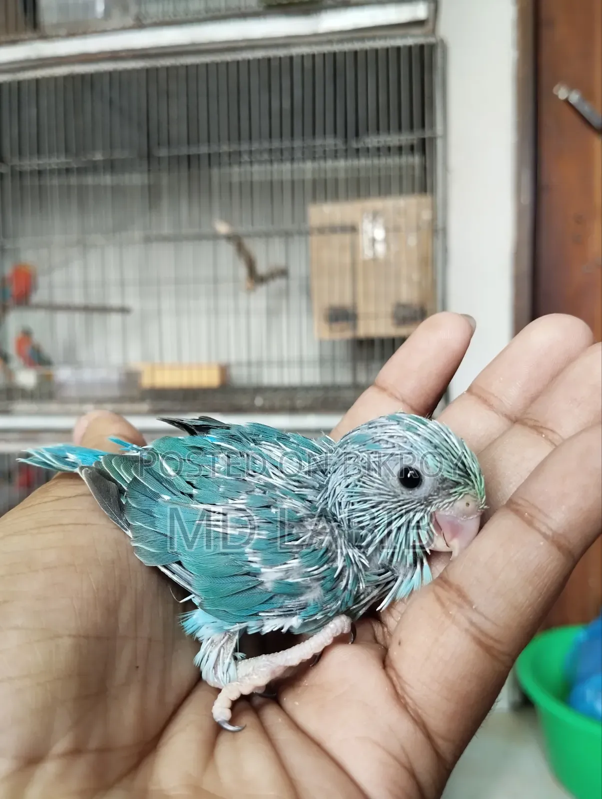 10 Tame Size Baby Forpus Birds with Good Bloodline