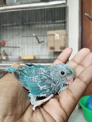 10 Tame Size Baby Forpus Birds with Good Bloodline