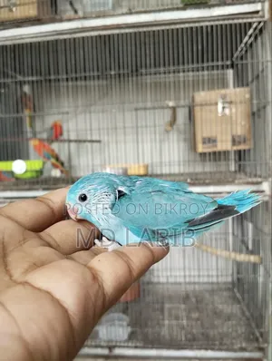 10 Tame Size Baby Forpus Birds with Good Bloodline