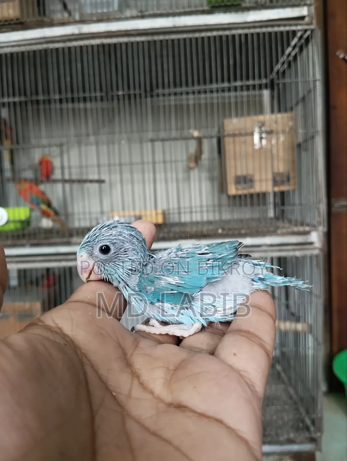 10 Tame Size Baby Forpus Birds with Good Bloodline