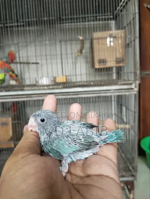 10 Tame Size Baby Forpus Birds with Good Bloodline