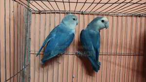A pair of running love birds with eggs