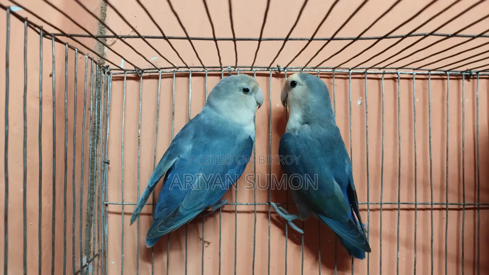 A pair of running love birds with eggs