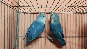 A pair of running love birds with eggs
