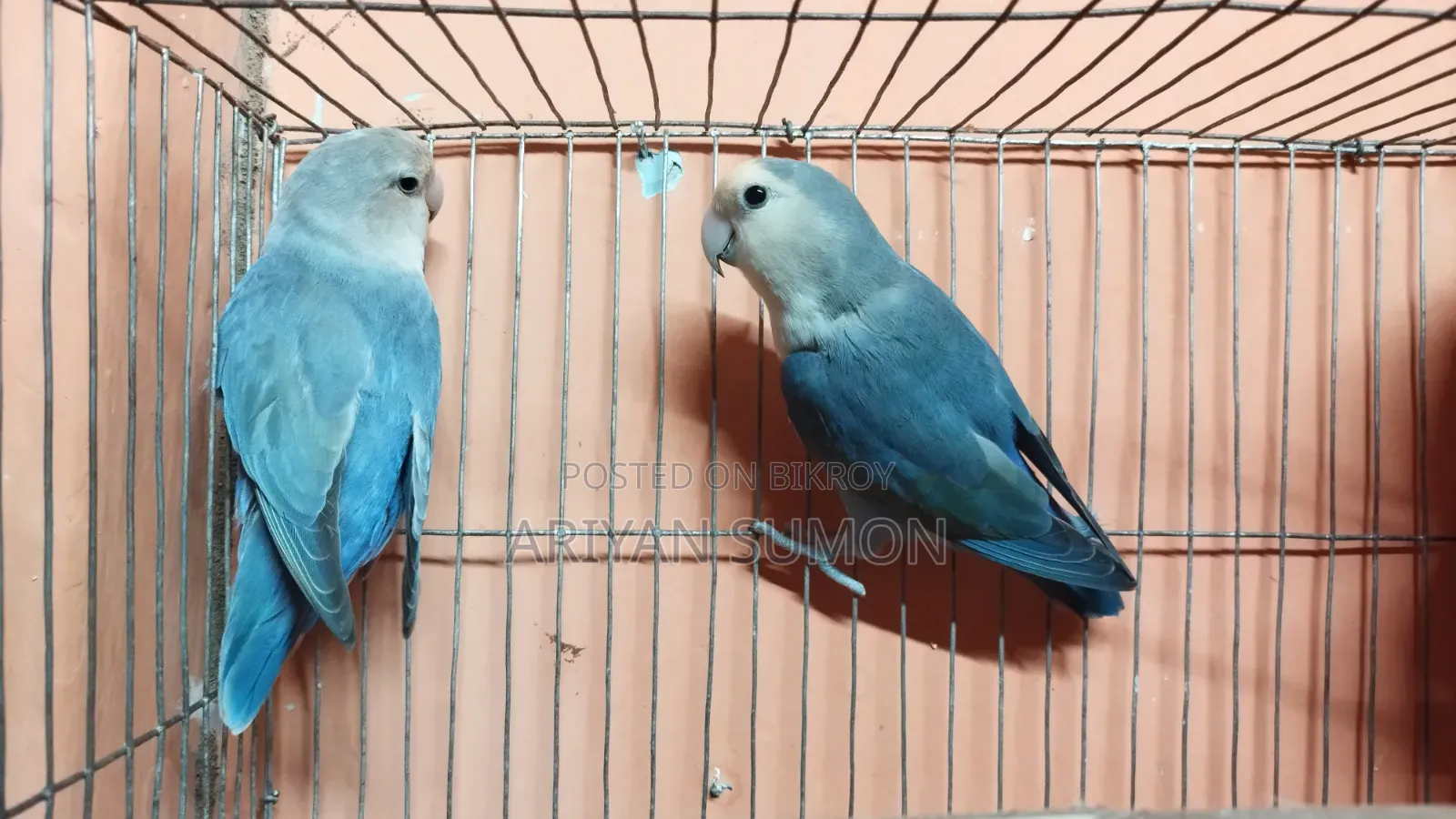 A pair of running love birds with eggs